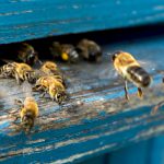 Mleczko pszczele – młodość zachowana na dłużej